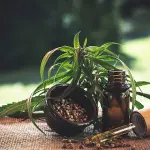 Quali sono i benefici nell'utilizzo degli oli cbd? Scopriamoli insieme