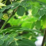 Moringa: cos’è e quali sono i suoi benefici