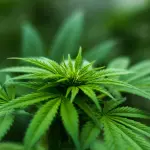 Alla scoperta della storia della canapa: una pianta millenaria