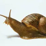 La bava di lumaca tra le migliori creme idratanti per il viso