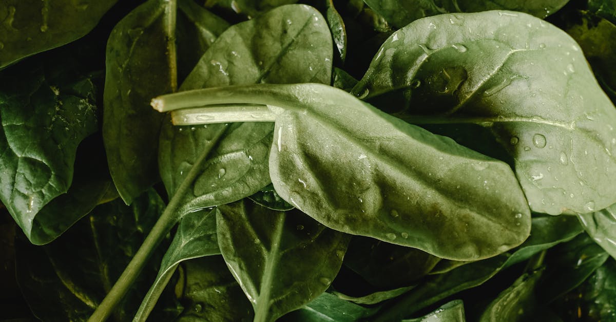 Spinaci: il superfood verde che nasconde un segreto sorprendente