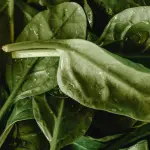 Spinaci: il superfood verde che nasconde un segreto sorprendente