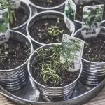 I benefici delle erbe aromatiche per il tuo benessere