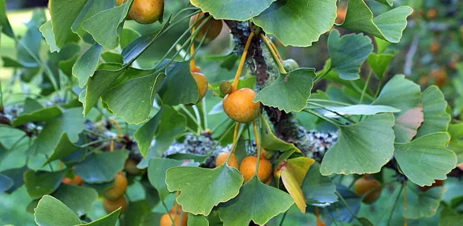Ginkgo Biloba pianta, proprietà, controindicazioni e benefici