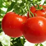 Proprietà del Pomodoro