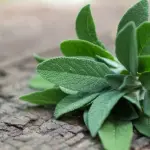 La Salvia, proprietà, benefici e usi