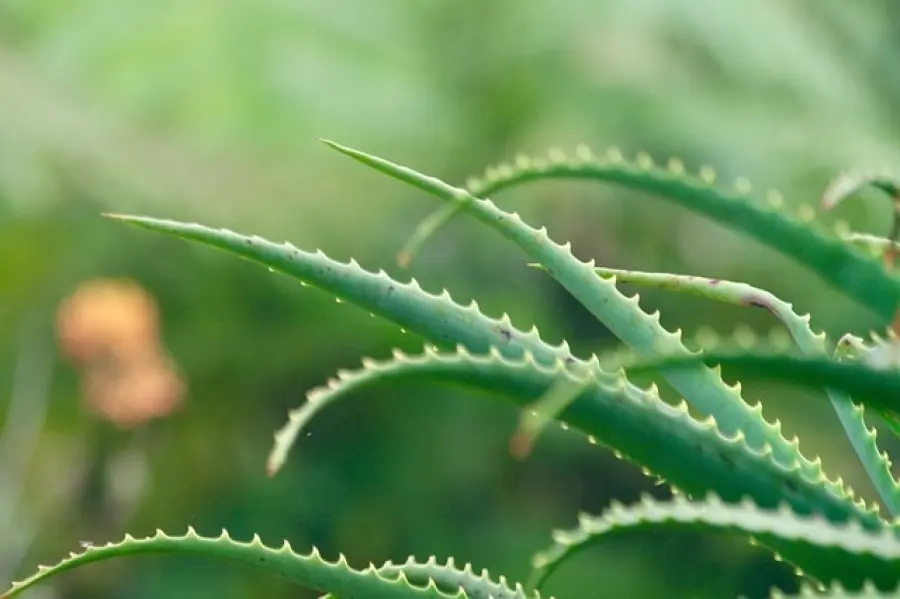Aloe Vera: tutti i benefici per il corpo e la forma fisica