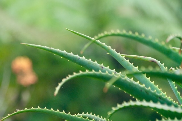 Aloe Vera: tutti i benefici per il corpo e la forma fisica