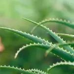 Aloe Vera: tutti i benefici per il corpo e la forma fisica