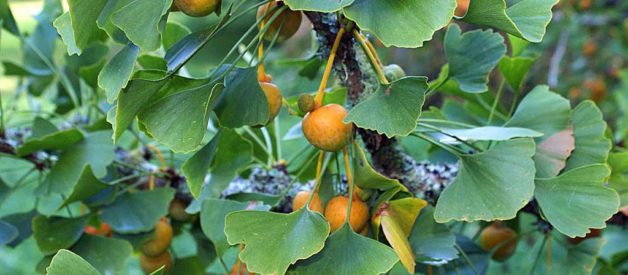 Ginkgo Biloba pianta benefici usi e puzza