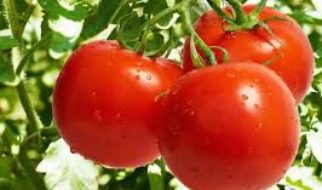 benefici dei pomodori