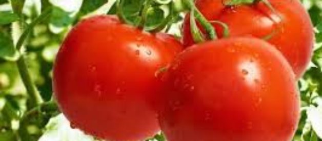 benefici dei pomodori