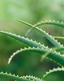 aloe vera