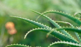 aloe vera