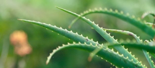 aloe vera